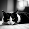 2324128308_two cats, one black, one white, cuddling_ _xl-beta-v2-2-2