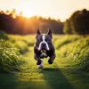 3218343257_An American Bully dog running towards the camera i_xl-beta-v2-2-2